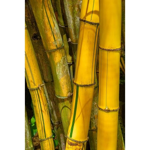 Detail of golden bamboo